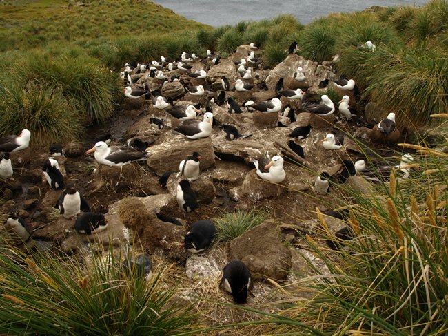 ../../Pictures/241209/108 Rockhopper und Albatrosse.JPG